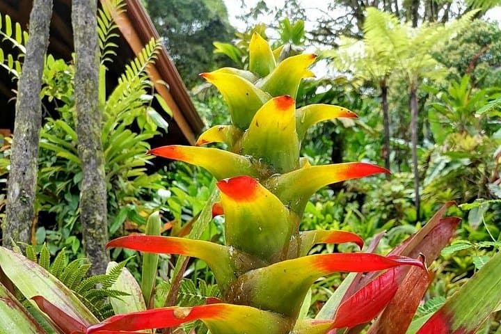 La Paz Waterfall Gardens: Full-Day Waterfalls & Wildlife Tour from San José photo 3