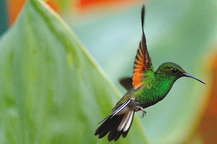 La Paz Waterfall Gardens: Full-Day Waterfalls & Wildlife Tour from San José photo 4
