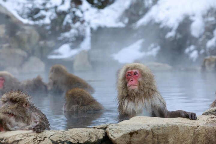 Snow Monkeys, Zenko-ji & Sake: Private 1-Day Nagano Tour