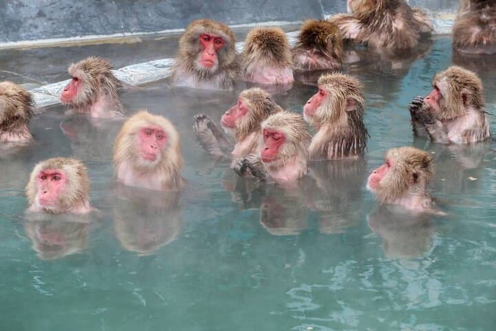 Snow Monkeys, Zenko-ji & Sake: Private 1-Day Nagano Tour photo 2