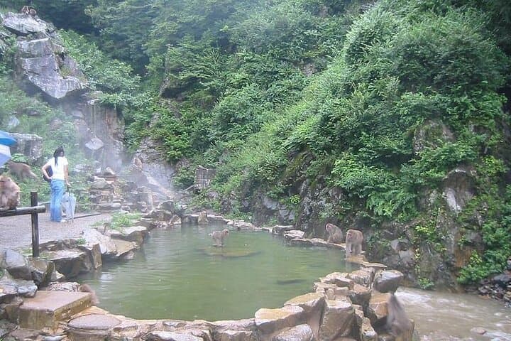 Snow Monkeys, Zenko-ji & Sake: Private 1-Day Nagano Tour photo 3