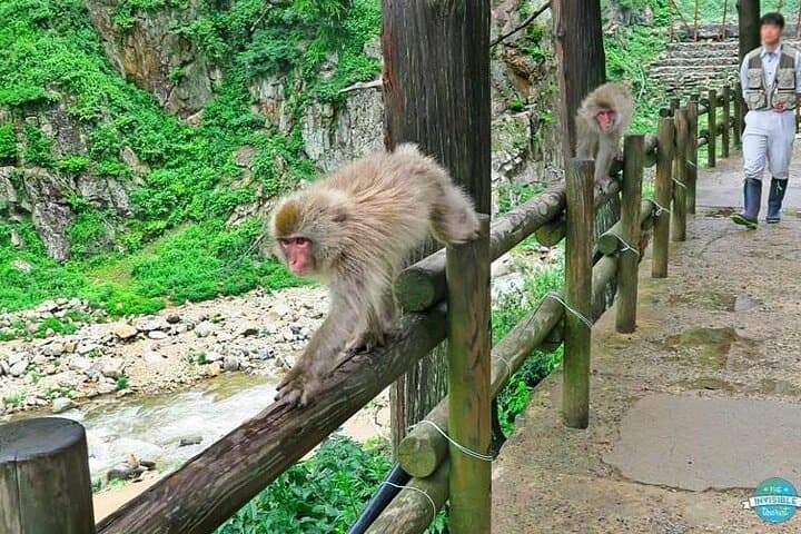 Snow Monkeys, Zenko-ji & Sake: Private 1-Day Nagano Tour photo 4