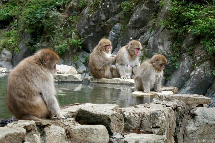 Snow Monkeys, Zenko-ji & Sake: Private 1-Day Nagano Tour photo 5