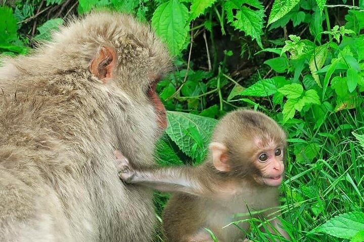 Snow Monkeys, Zenko-ji & Sake: Private 1-Day Nagano Tour photo 6