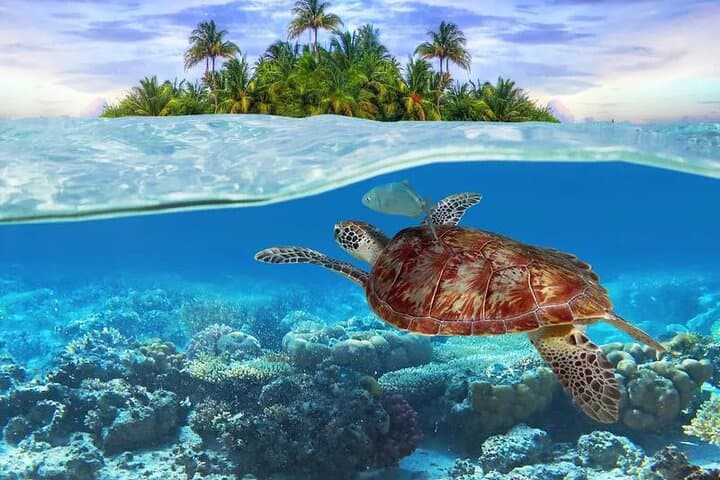 Exuma Day Cruise: Turtle Encounters, Sandbars & Stocking Island Beaches photo 4