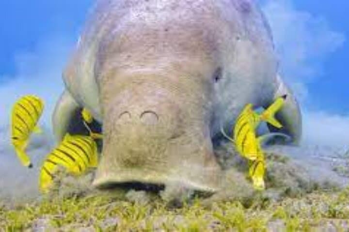 Abu Dabab Full-Day Private Snorkel & Beach Experience from Hurghada photo 3