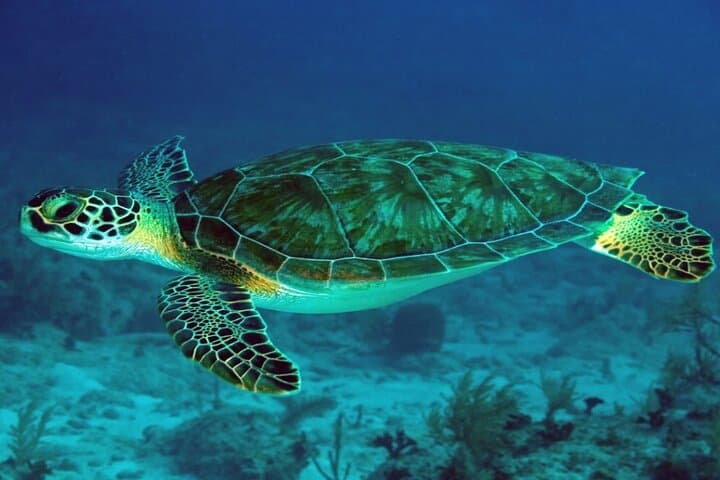 Abu Dabab Full-Day Private Snorkel & Beach Experience from Hurghada photo 5