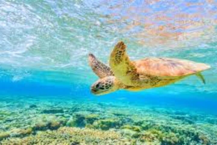 Abu Dabab Full-Day Private Snorkel & Beach Experience from Hurghada photo 4