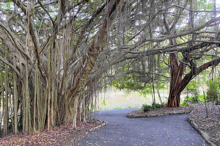 Sunshine Coast Hidden Country Delights: Noosa Botanic Gardens, Ginger Factory & Mt Tinbeerwah Day Tour photo 6
