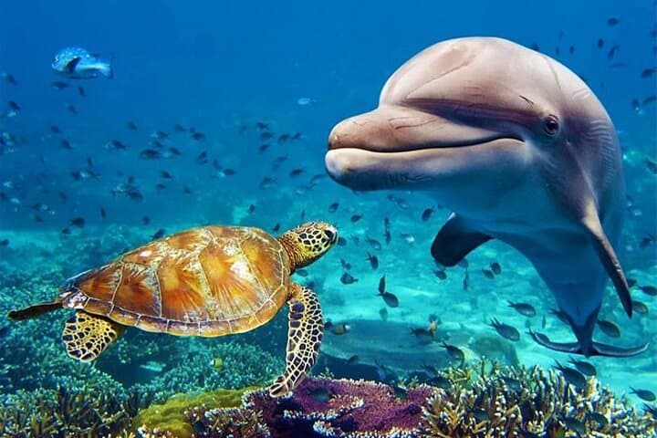 Dubai Aquarium & Underwater Zoo — Admission Ticket and Visitor Guide
