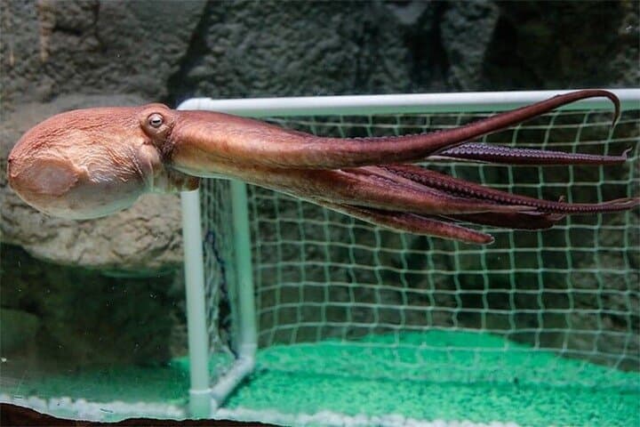 Dubai Aquarium & Underwater Zoo — Admission Ticket and Visitor Guide photo 2