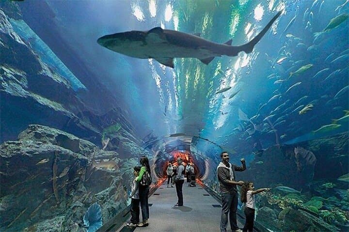 Dubai Aquarium & Underwater Zoo — Admission Ticket and Visitor Guide photo 5