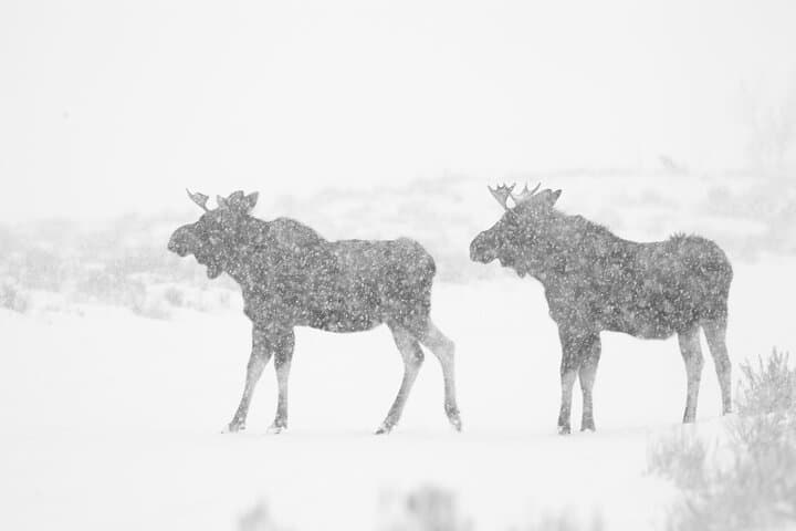 Yellowstone Snowshoe Adventure from Jackson Hole: Winter Wildlife & Waterfalls photo 4