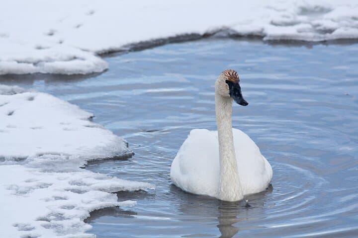 Yellowstone Snowshoe Adventure from Jackson Hole: Winter Wildlife & Waterfalls photo 2