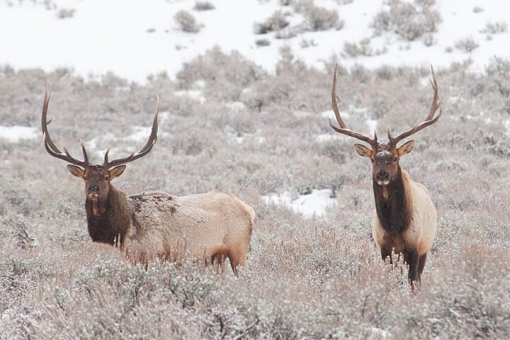 Yellowstone Snowshoe Adventure from Jackson Hole: Winter Wildlife & Waterfalls photo 5