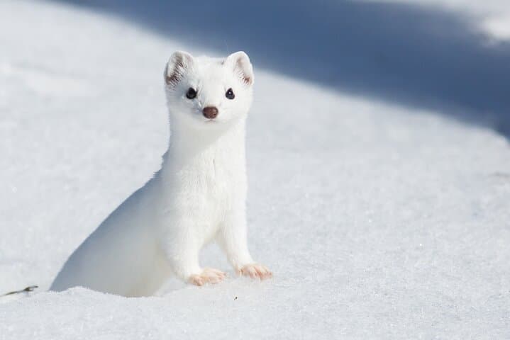 Yellowstone Snowshoe Adventure from Jackson Hole: Winter Wildlife & Waterfalls photo 6