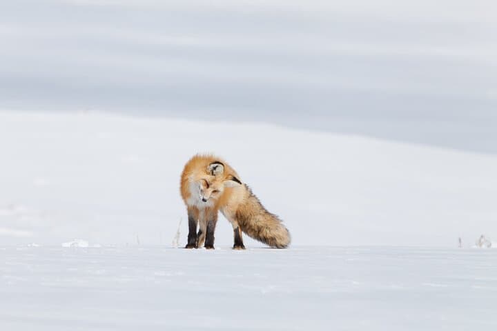 Yellowstone Snowshoe Adventure from Jackson Hole: Winter Wildlife & Waterfalls