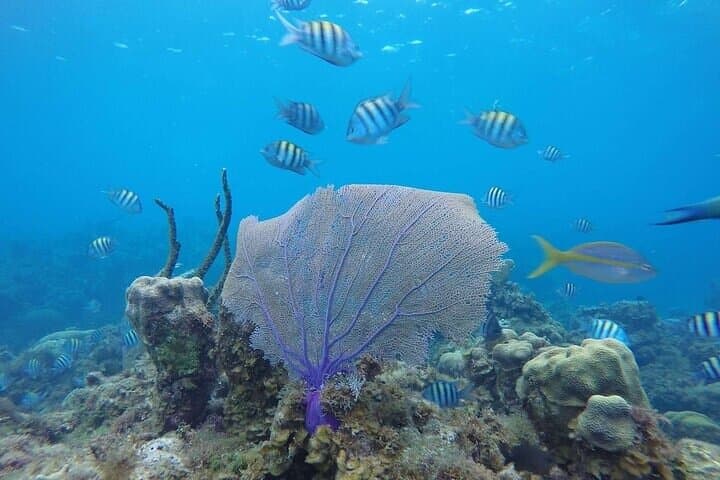 Ocho Rios ATV, Dunn's River Falls & Catamaran Cruise with Snorkeling photo 5