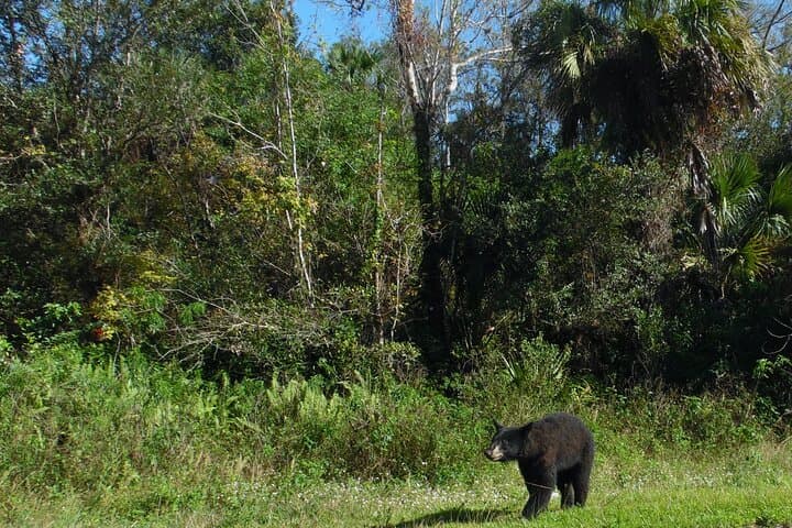 Big Cypress Jeep Tour: Guided Safari Through Fakahatchee Strand photo 3