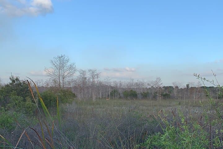 Big Cypress Jeep Tour: Guided Safari Through Fakahatchee Strand photo 4