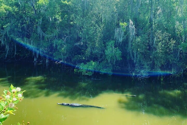 Big Cypress Jeep Tour: Guided Safari Through Fakahatchee Strand photo 5