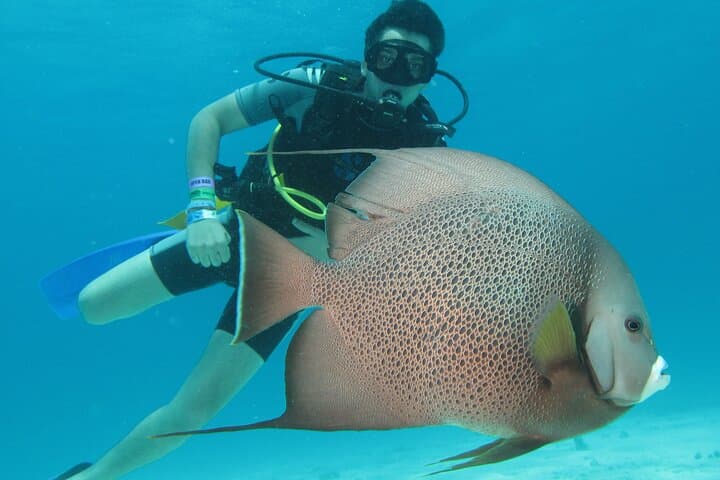 PADI Open Water Diver Course in Cancún — Coconut Divers Certification