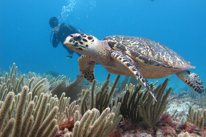 PADI Open Water Diver Course in Cancún — Coconut Divers Certification photo 4