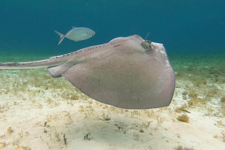 Snorkel El Cielo & Palancar Reefs — 4-Hour Shared Tour from Cozumel photo 4