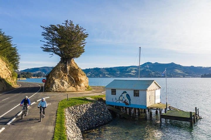 Dunedin Harbour Loop Non-Electric Bike Rental — Self-Serve City & Peninsula Ride photo 3