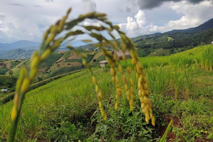 Ban Pa Pong Piang Rice Terraces Day Tour — Doi Inthanon Scenic Drive photo 4