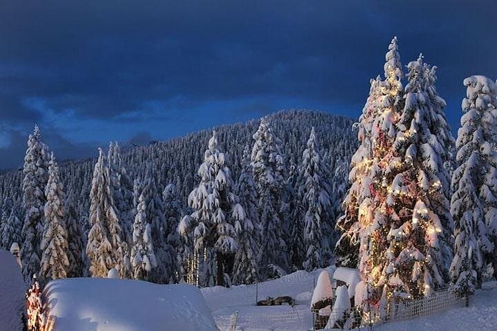 Vancouver Capilano Suspension Bridge & Grouse Mountain Day Tour photo 3