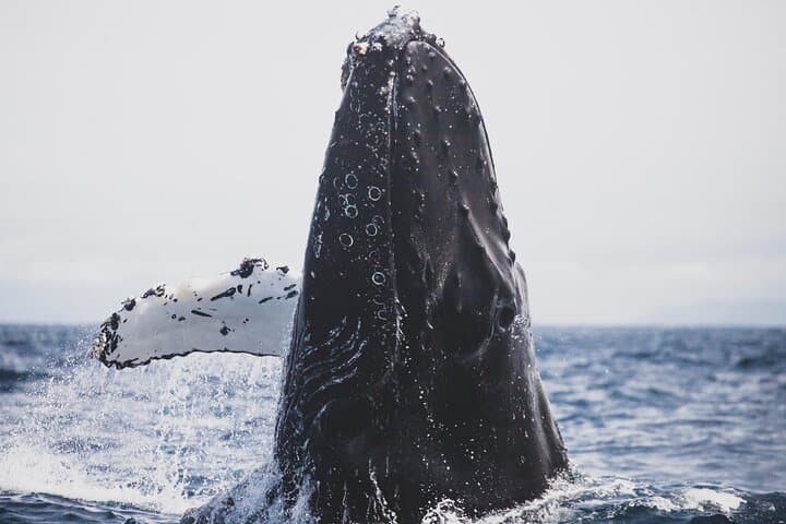 Magdalena Bay Gray Whale Watching From Los Cabos