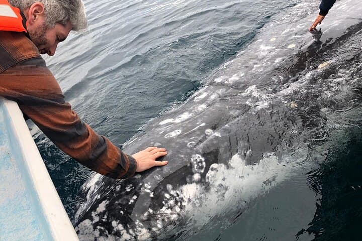 Magdalena Bay Gray Whale Watching From Los Cabos photo 5