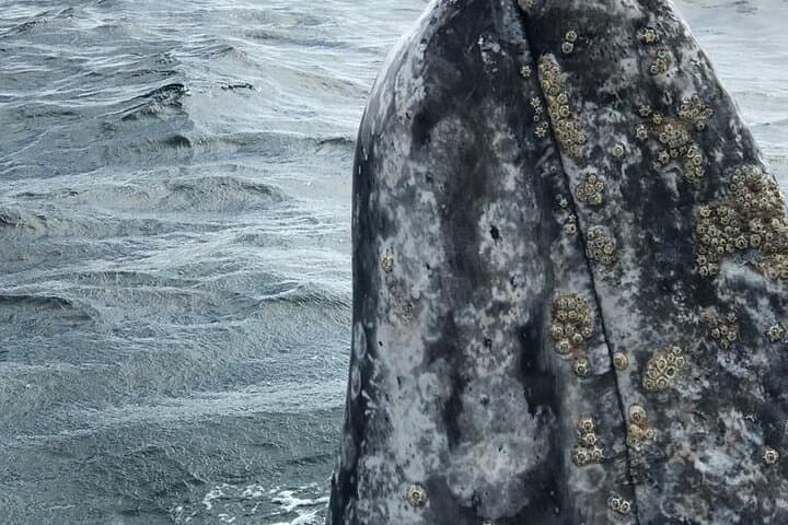 Magdalena Bay Gray Whale Watching From Los Cabos photo 6