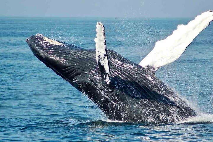 Magdalena Bay Gray Whale Watching From Los Cabos photo 2