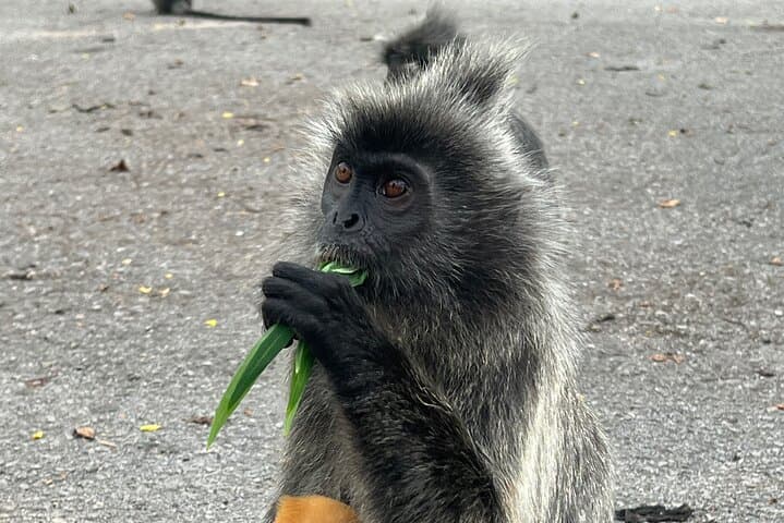 Kuala Selangor Fireflies & Silver-Leaf Monkey Gazing Tour — Night Boat Ride and Bukit Melawati Visit photo 3