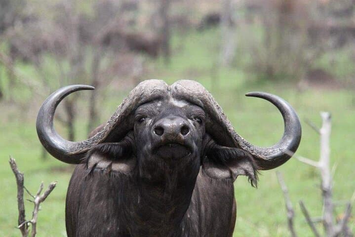 Port Elizabeth Half-Day Private Game Reserve Safari - Big Five & Traditional Lunch photo 3