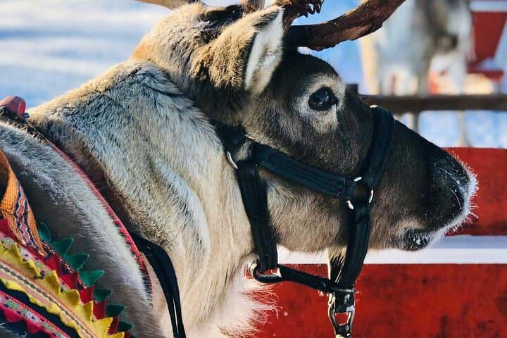 Arctic Animals Adventure: Husky & Reindeer Farm Visit with Ranua Zoo Lunch