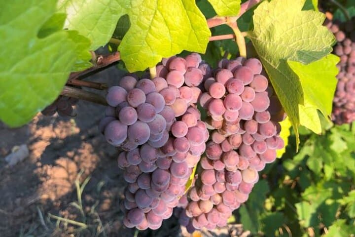 Vineyard Picnic and Eco Tour near Focșani: Taste Local Romanian Wine