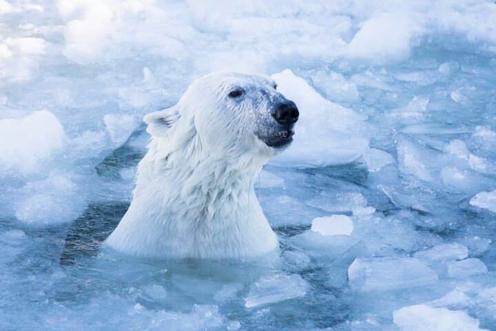 Ranua Arctic Polar Bear Adventure: Afternoon Wildlife Drive from Rovaniemi