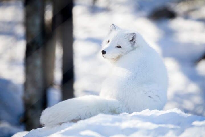 Ranua Arctic Polar Bear Adventure: Afternoon Wildlife Drive from Rovaniemi photo 2