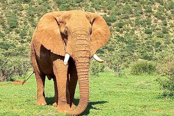3-Day Masai Mara Safari: Wildlife Drives, Sunrise Views & Camp Nights photo 2