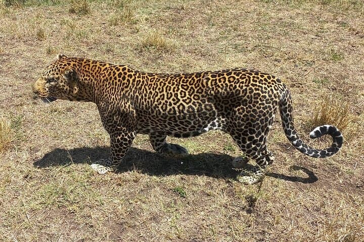 3-Day Masai Mara Safari: Wildlife Drives, Sunrise Views & Camp Nights photo 3