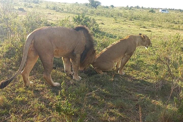 3-Day Masai Mara Safari: Wildlife Drives, Sunrise Views & Camp Nights photo 4