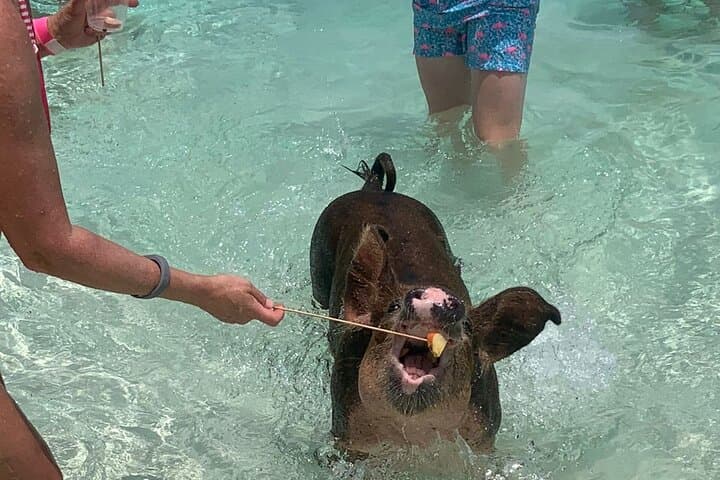 Nassau Half-Day Snorkel: Turtles, Coral Reefs & Swimming Pigs photo 3
