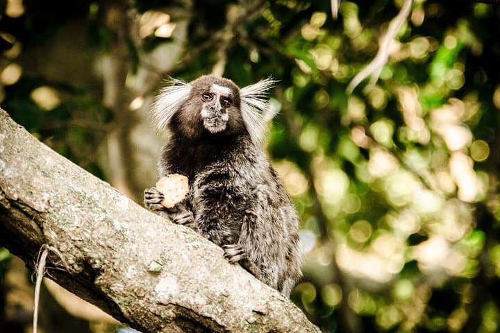 Tijuca Forest & Rio Botanical Garden Private Tour — Vista Chinesa to Taunay Waterfall photo 4