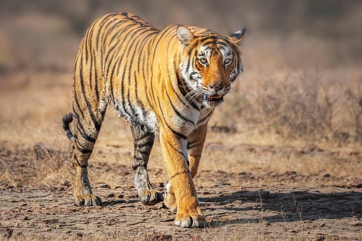 Golden Triangle & Wildlife: 7-Day Taj Mahal, Ranthambore Tigers & Bharatpur Birds photo 2