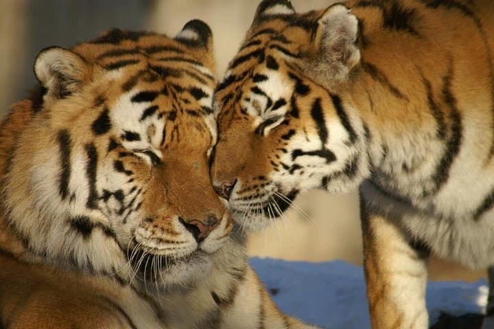 Golden Triangle & Ranthambore: 8-Day Delhi, Agra, Jaipur and Tiger Safari photo 2