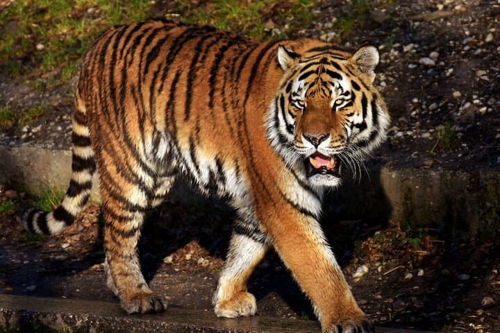 Jaipur to Ranthambore: Day Tiger Safari to Seek Bengal Tigers photo 2