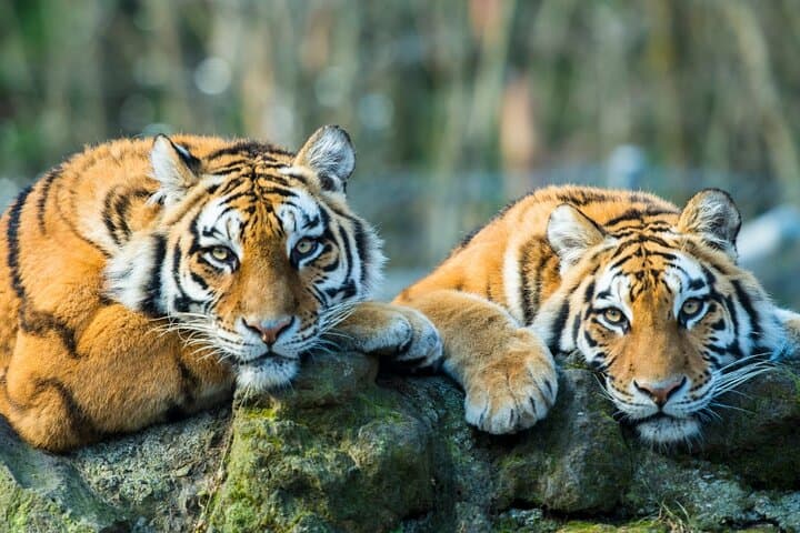 Golden Triangle & Ranthambore: 6-Day Delhi–Agra–Jaipur Tiger Safari Adventure photo 1